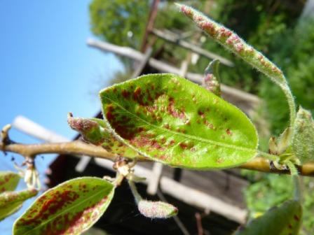 Grinje (pauci), štitaši i biljne uši