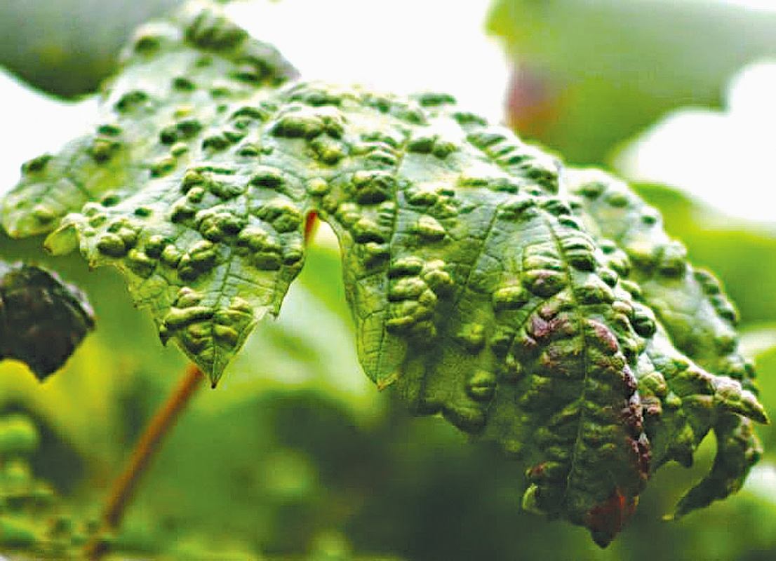 Krastavost lista, pepelnica i bolesti kore (drveta)